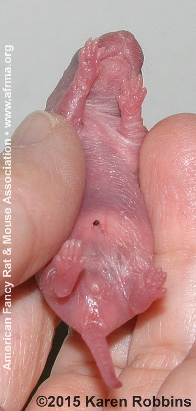 1-day-old baby rat