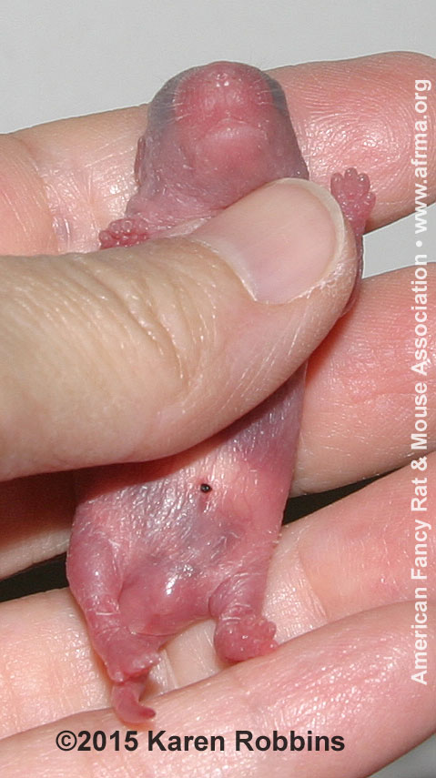 1-day-old baby rat