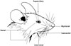 The Anatomy of the Laboratory Mouse