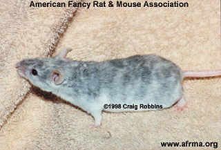 Chinchilla Brindle mouse