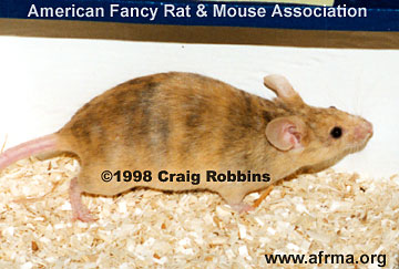 Fawn Brindle mouse