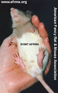 Hooded Baby Rat