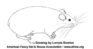 Tailless Rat Drawing