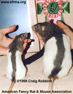 Max & Kid (Hooded Rats)