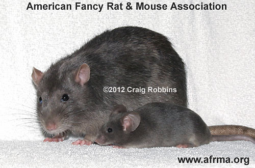 A Russian Blue Rat and Blue Mouse