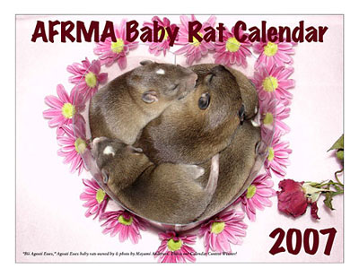 2007 Baby Rat Calendar