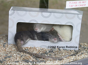 Rats in box