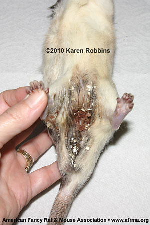 Rat with wet, bloody-looking bottom