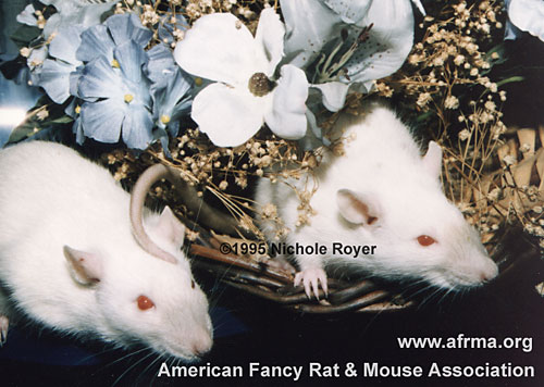 Two Blue Point Siamese rats