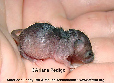 Bloated Orphan Mouse