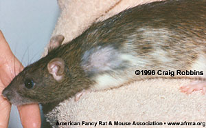 Rat with chewed patch on shoulder