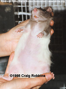 Pregnant rat chewed fur off belly