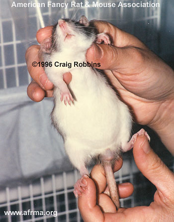 Rat with swollen belly.