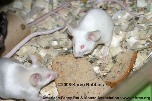 Mice Eating Bread