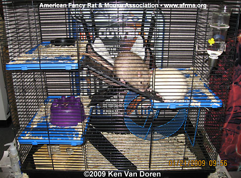 Super Pet® Deluxe Exotic Cage