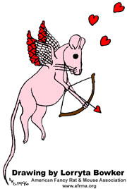 Cupid Rat Valentine's Day 2-14, Cupid Rat