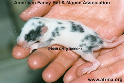 Dalmatian baby rat