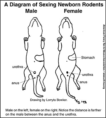 Diagrams of male & female rats.