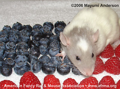 Rat with blueberries