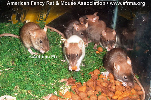 Moulting rats