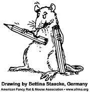Rat eating pencil