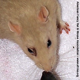 Eye staining on rat