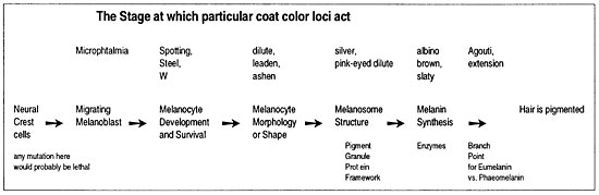 Figure Color Loci Act