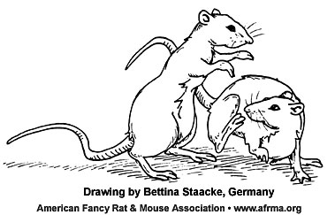 Fighting rats