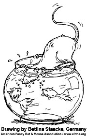 Rat on fishbowl