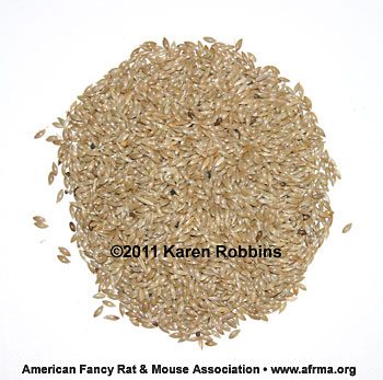 Canary Grass Seed