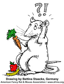 Rat with carrot