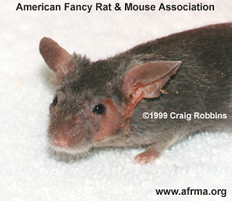Frizzie Rot on mouse