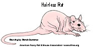 Hairless rat