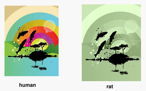 Human vs. rat vision