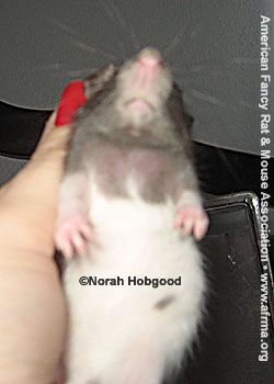 Hooded Rat