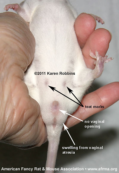 A Blue Point Himi female mouse with vaginal atresia