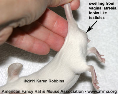 A Blue Point Himi female mouse with vaginal atresia, side view