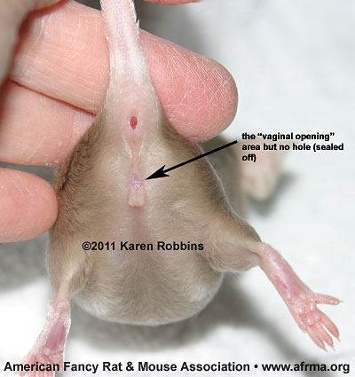 female mouse with no vaginal opening