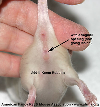 female mouse with vaginal opening