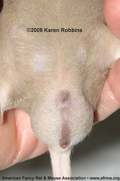 A Reverse Siamese female mouse with vaginal atresia