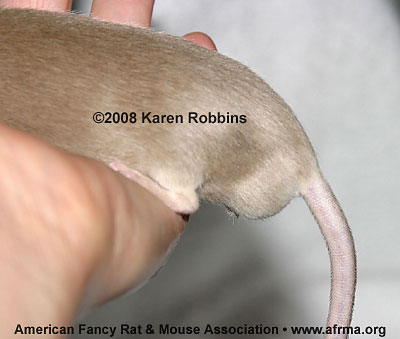 A Reverse Siamese female mouse with vaginal atresia, side view