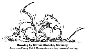 Rat kicking rat