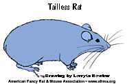 Tailless rat