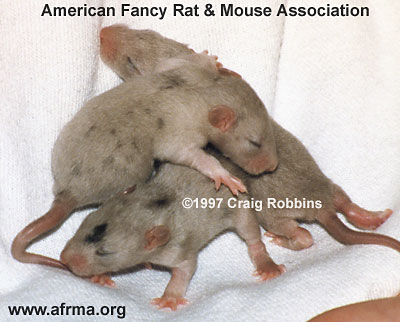 Merle baby rats