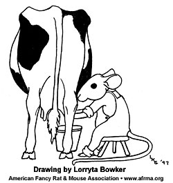 Mouse milking cow