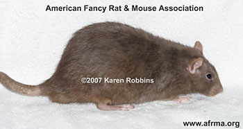 English Mink Rat