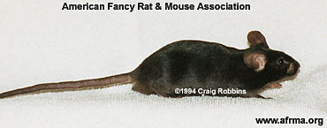 Male mouse side