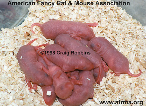 Newborn rats