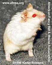 Argente platinum Russian dwarf Hamster