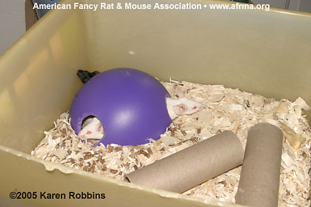 6″ rodent dome